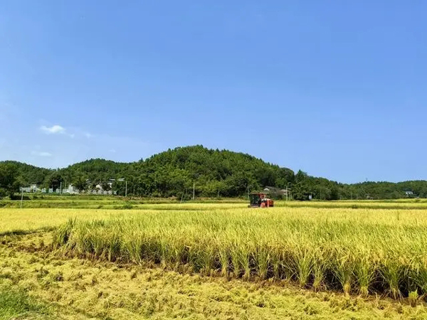 日烘干量195吨！成都东部新区首个农产品烘干中心开启试运营(烘干,成都,首个,农产品,新区......)