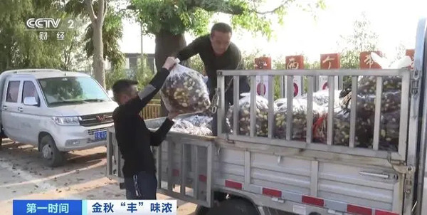 红红火火迎丰收！宁夏灵武长枣购销两旺，热销海内外(灵武,购销两旺,宁夏,红红火火,热销......)