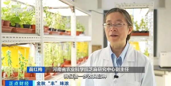 寒露好“丰”景！全国秋粮收获进入高峰期，新疆棉花长势总体好于往年(秋粮,寒露,长势,新疆,往年......)